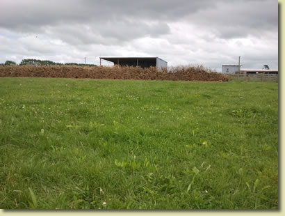 1 KG of Chicory and 3KG of Plantain Per Hectare