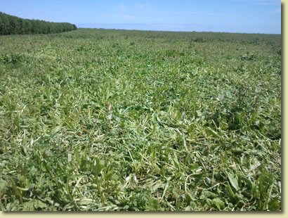1 KG of Chicory and 4KG of Plantain Per Hectare